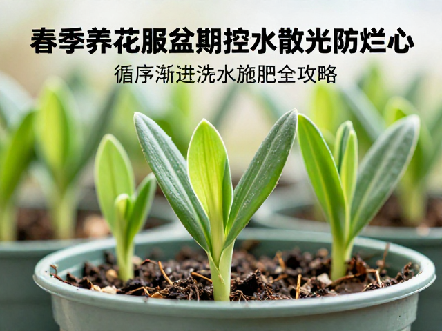 春季养花服盆期控水散光防烂心，循序渐进浇水施肥全攻略