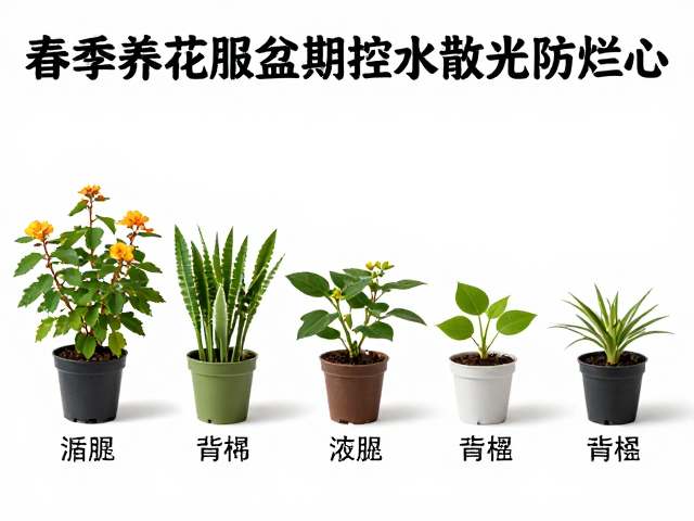 循序渐进的浇水频率调整