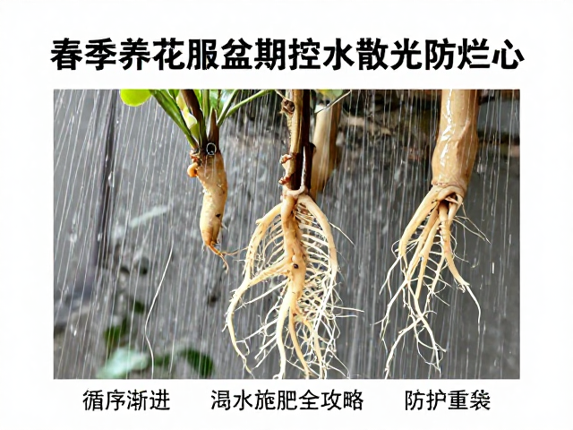 控水散光下的根系保护策略