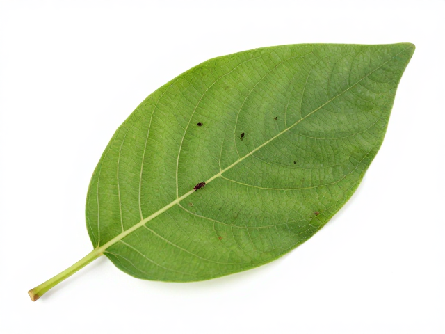 秋季蚜虫防治与叶插繁殖，花卉养护重点方法详解