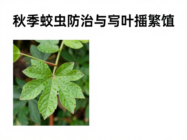 叶插繁殖的最佳时机与环境参数控制