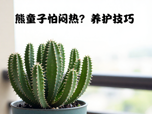 熊童子怕闷热？东向阳台养护技巧，防宠物误食指南