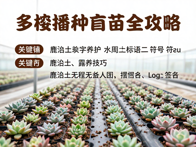 露养大棚多肉播种育苗全攻略，鹿沼土养护与露养技巧
