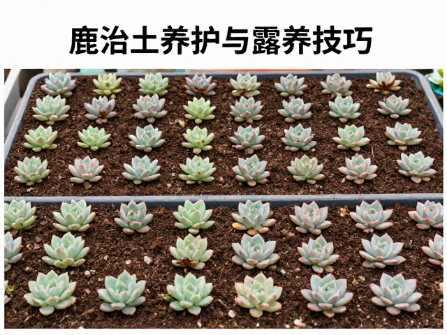 鹿沼土养护与露养技巧