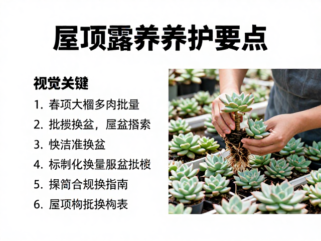标准化换盆流程与根系处理细节