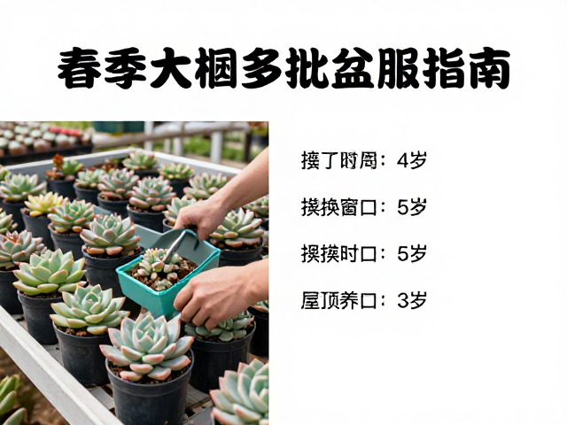 春季大棚多肉批量换盆服盆指南，附屋顶露养养护要点