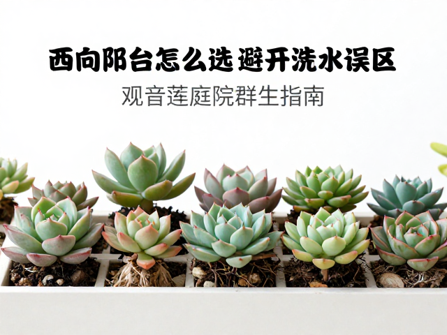避开浇水误区：干湿循环与根系健康
