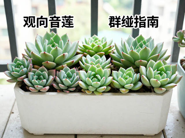 日常养护中的病虫害防控与环境适应