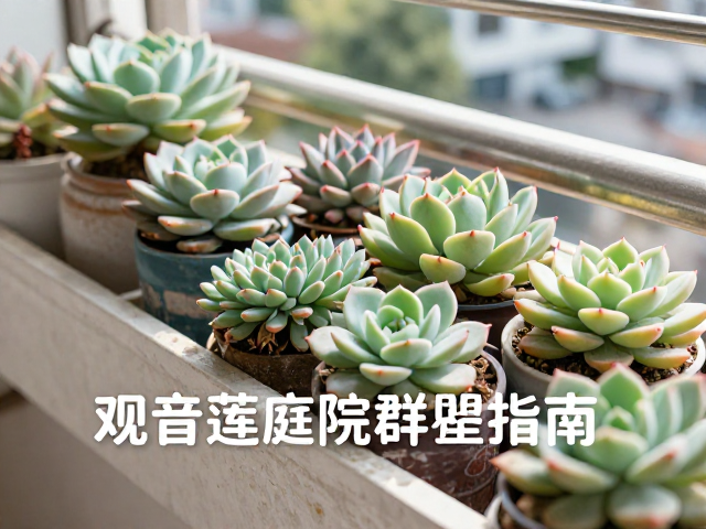 西向阳台多肉怎么选？避开浇水误区，观音莲庭院群生指南