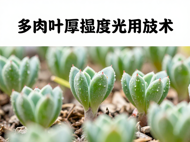 多肉叶插温度湿度光照管控，繁殖方法与教程全解析