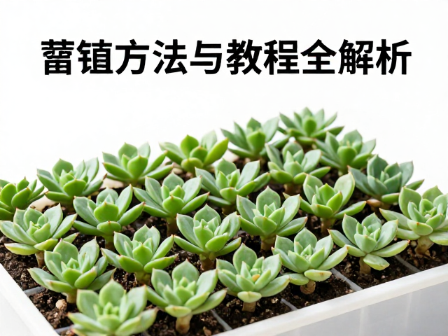 标准化叶插操作流程与介质选择