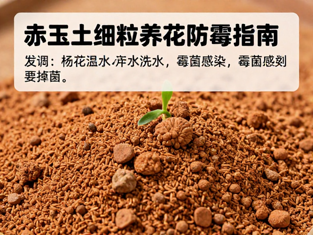 发芽初期的水分管理与施肥策略