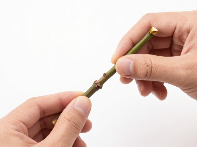 花箭扦插平接法技巧，解决固定不牢难题，手把手教你练