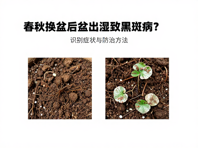 春秋换盆后盆土潮湿致黑斑病？识别症状与防治方法
