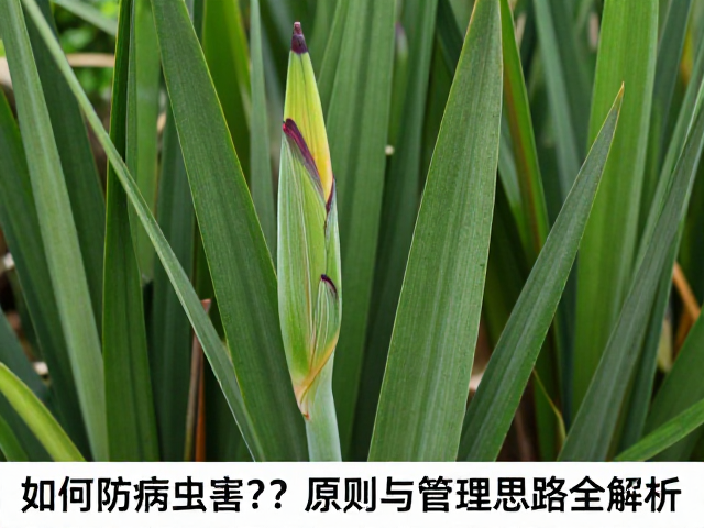 花箭基部密集摆放如何防病虫害？核心原则与管理思路全解析