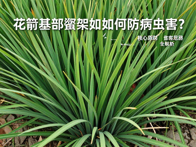 日常巡检与早期病害识别