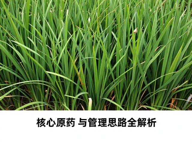 科学用药与生物防治策略