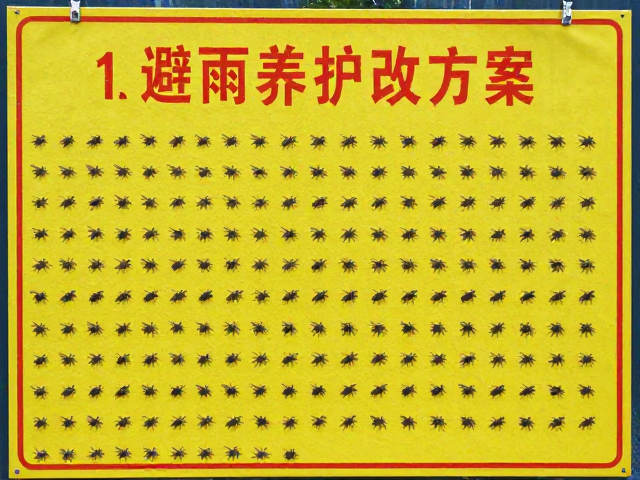 雨季小黑飞反复？黄板诱杀，避雨养护整改方案