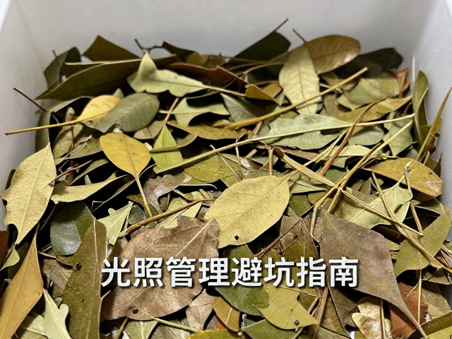 光照管理避坑指南