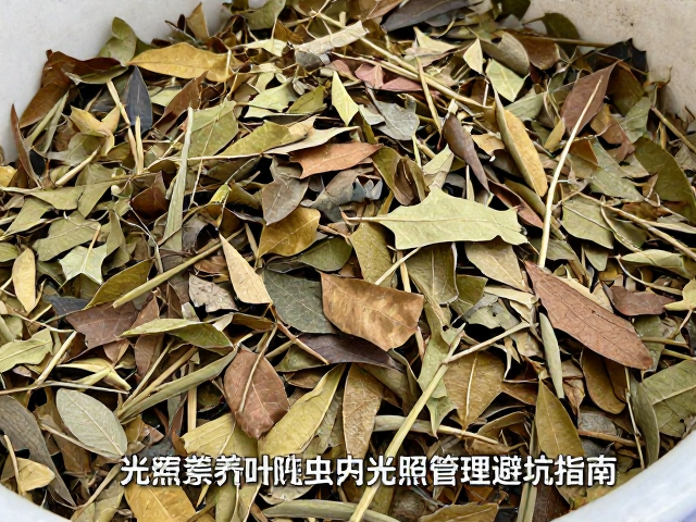 清理枯叶堆积处