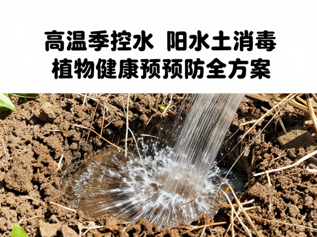 高温季控水，旧土消毒，生物防治，植物健康预防全方案