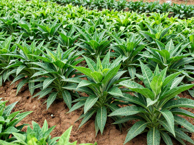 植物健康预防:综合管理策略与环境优化