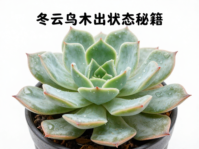 病虫害防治与日常维护要点