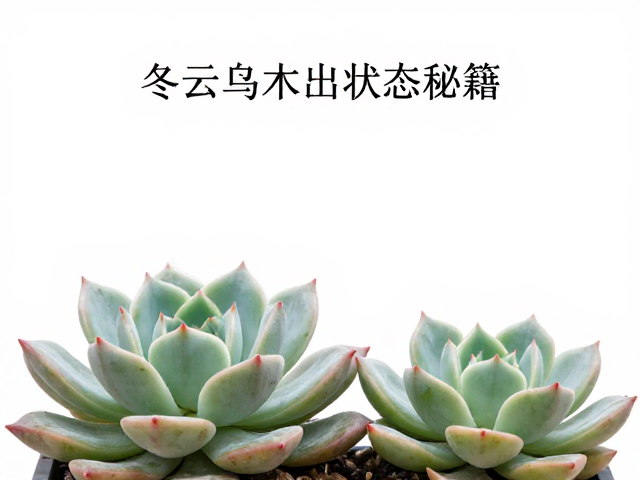 冬云乌木出状态秘籍，生长期薄肥促紧凑株型，养出极品多肉