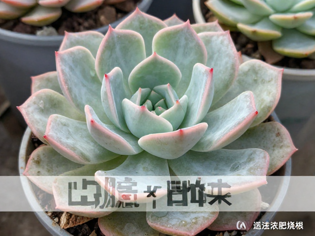 热门多肉出状态技巧，逐步增加日照，避免浓肥烧根