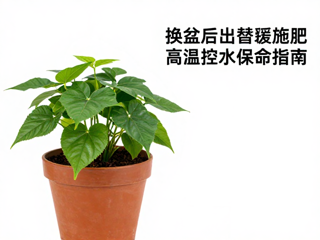 换盆后暂缓施肥
