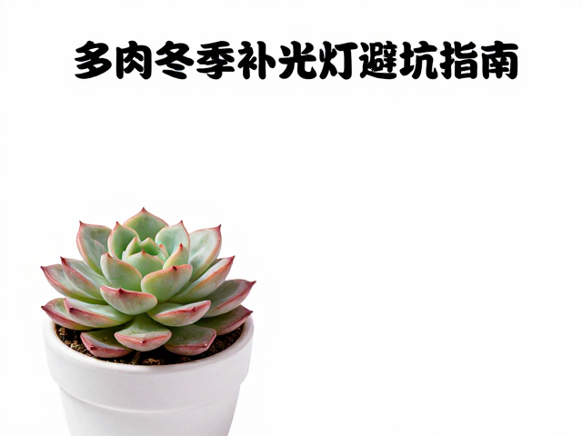 多肉冬季补光灯防徒长，控型矮壮避坑指南