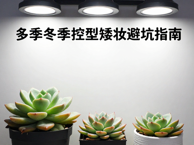 摆放位置与环境协同:规避物理风险
