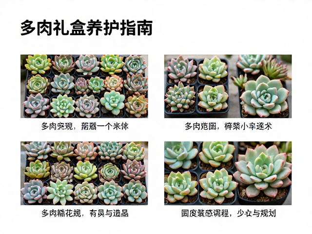 四季光照与温度管理策略