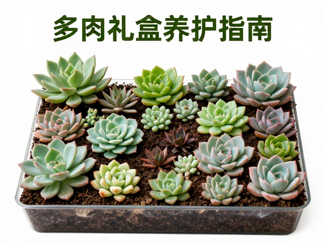 多肉礼盒养护指南，拼盘微景观全年规划与园艺课程学员必备