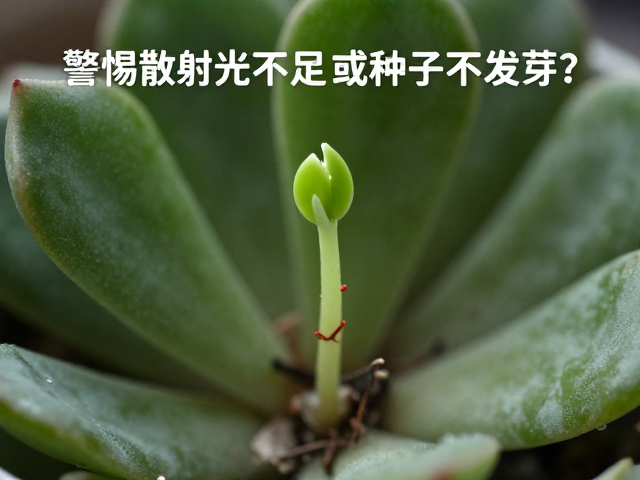 品种特性与长期养护策略