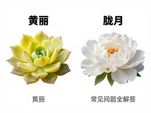 多肉黄丽与白牡丹、胧月区别详解，多肉品种常见问题全解答
