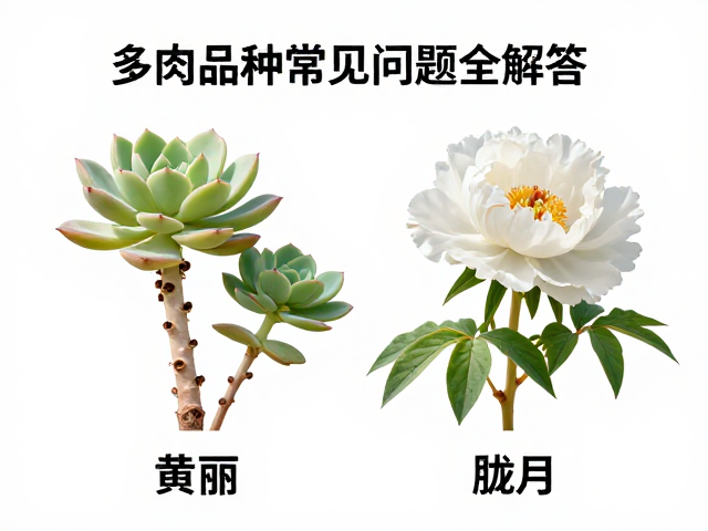 茎干生长习性与株型变化