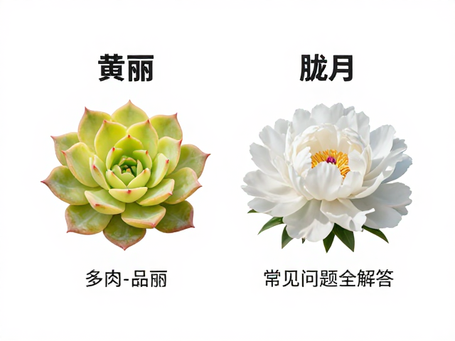 常见病虫害与健康问题应对