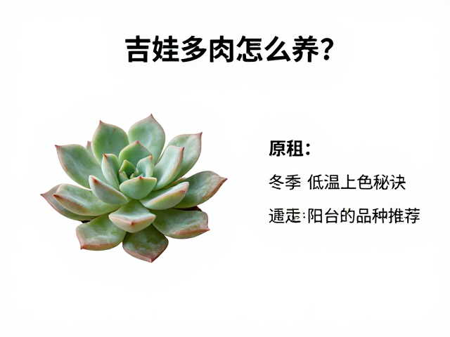 吉娃娃多肉怎么养？冬季低温上色秘诀，最适合阳台的品种推荐