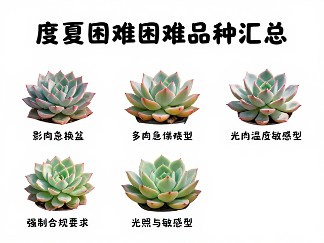 夏季困难品种汇总:光照与温度敏感型
