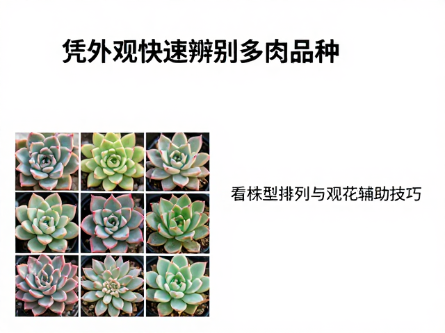 花期与花序:季节性特征提供终极验证