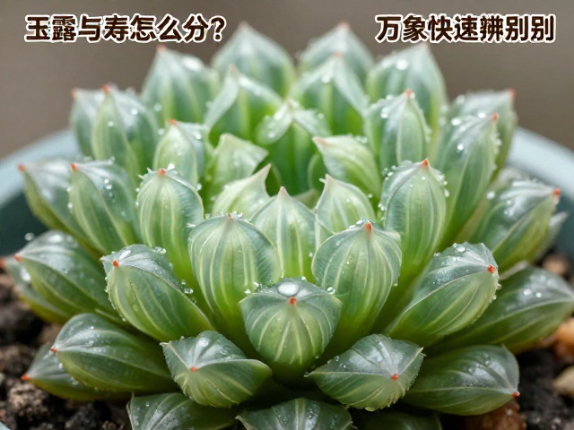 休眠期与生长周期的动态表现