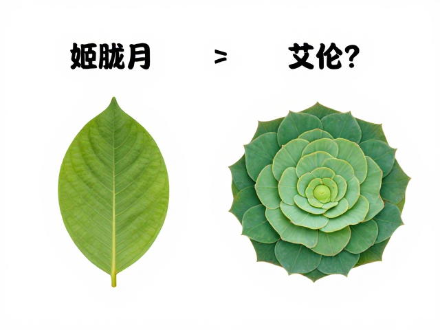 新叶与老叶的生理差异