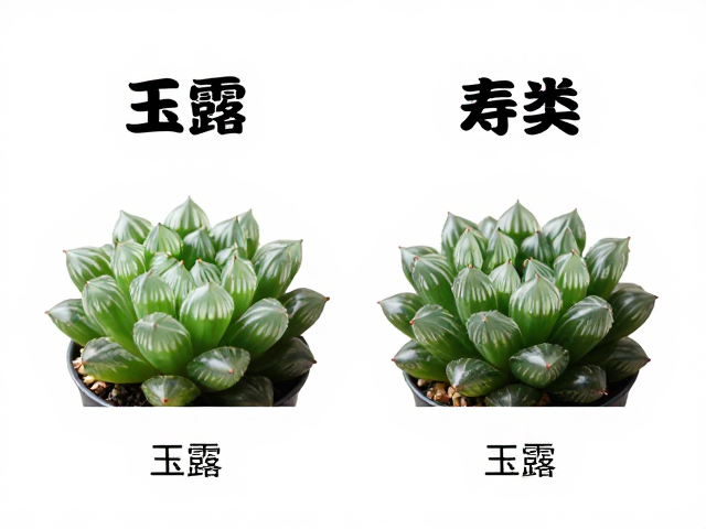 玉露和寿类多肉怎么分？同名异物大揭秘，同属相似度极高详细对比