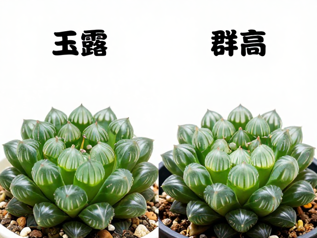 生长形态与群生习性的差异表现