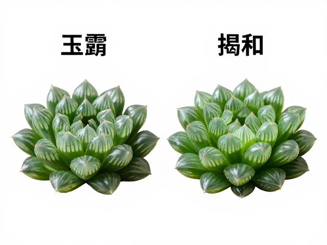 叶形结构与表面纹理的直观对比