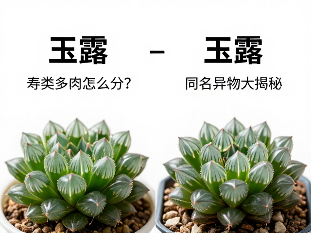 环境响应与状态表现的从属逻辑