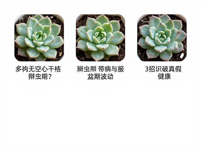解析服盆期的生理波动