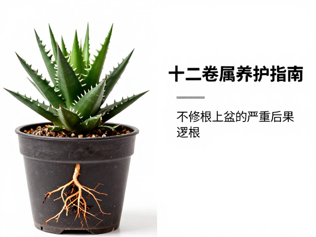 十二卷属养护指南，修根的重要性，以及不修根上盆的严重后果