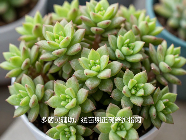 多菌灵的正确使用逻辑